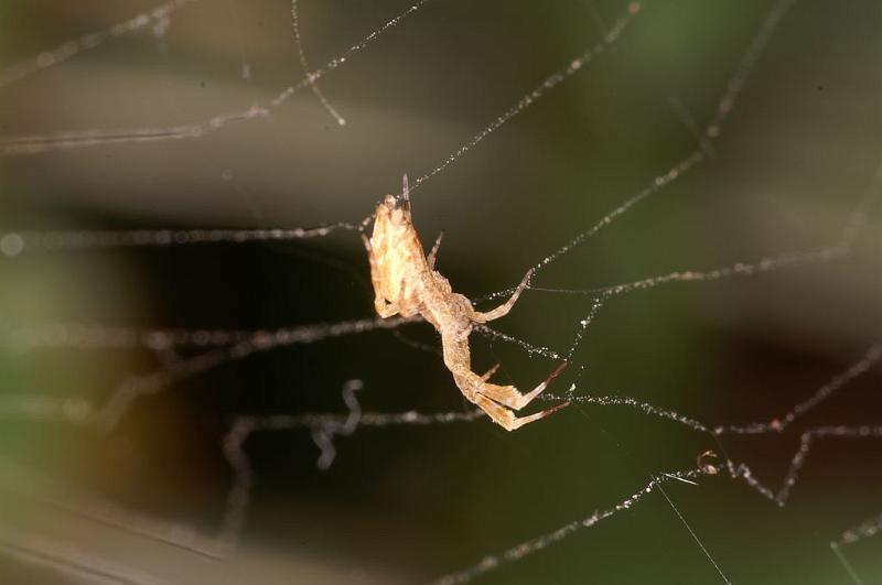 Uloborus_barbipes_D7167_Z_85_Kidmans camp_Australie.jpg